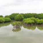 Mangroves, Sand Dunes and the Coastal Lifeline of Cuddalore: Why Protecting the Uppanar Ecosystem Matters
