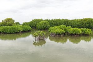 Mangroves, Sand Dunes and the Coastal Lifeline of Cuddalore: Why Protecting the Uppanar Ecosystem Matters
