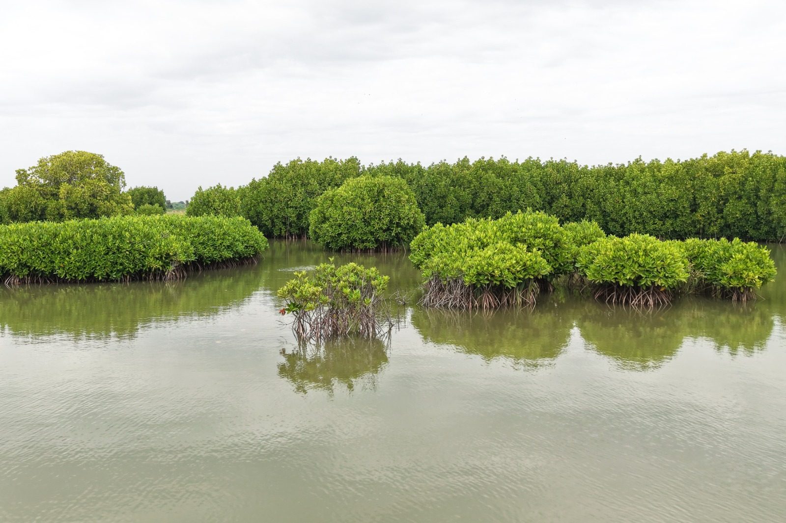 Mangroves, Sand Dunes and the Coastal Lifeline of Cuddalore: Why Protecting the Uppanar Ecosystem Matters